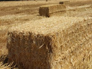corn-stalk alternative biomass